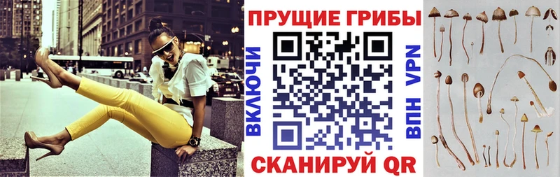 Псилоцибиновые грибы мицелий  Венёв 